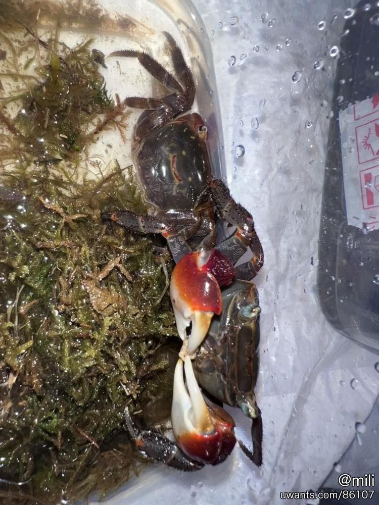 賣3對魔鬼蟹 - 水族用品類買賣 - Uwants.com