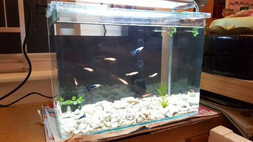 新缸一問 淡水魚vs 沙 泥 珊瑚骨 已解決 水族世界 Uwants Com 新缸一問 淡水魚vs 沙 泥 珊瑚骨 已解決 水族世界 Uwants Com